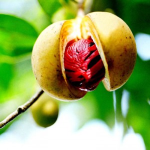 Essential Oil - Nutmeg-1